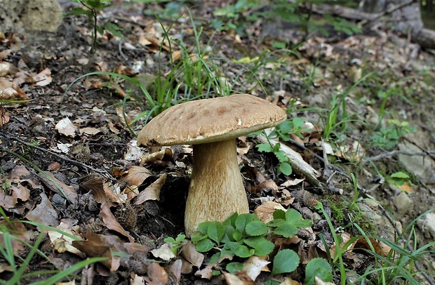 hríb smrekový Boletus edulis Bull.