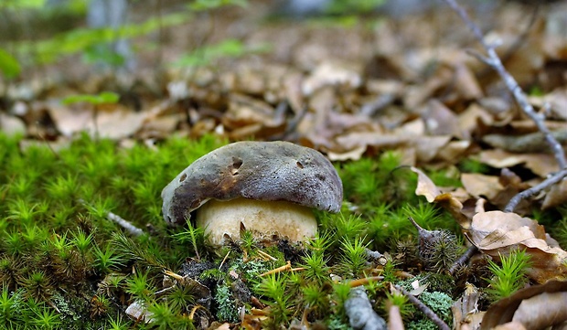 hríb sosnový Boletus pinophilus Pil. et Dermek in Pil.