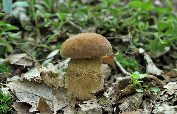 hríb dubový Boletus reticulatus Schaeff.