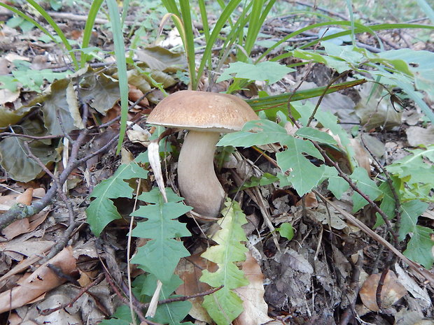 hríb dubový Boletus reticulatus Schaeff.