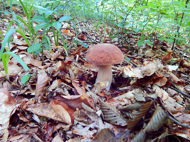 hríb dubový Boletus reticulatus Schaeff.