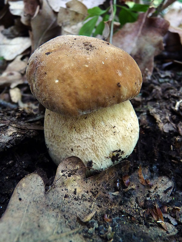 hríb dubový Boletus reticulatus Schaeff.