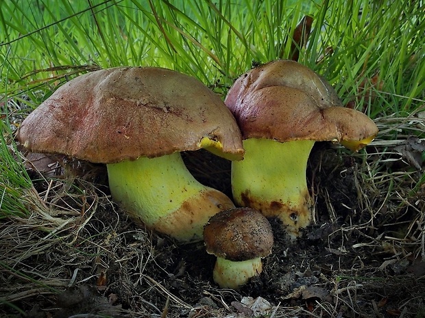 hríb príveskatý Butyriboletus appendiculatus (Schaeff. ex Fr.) Secr.