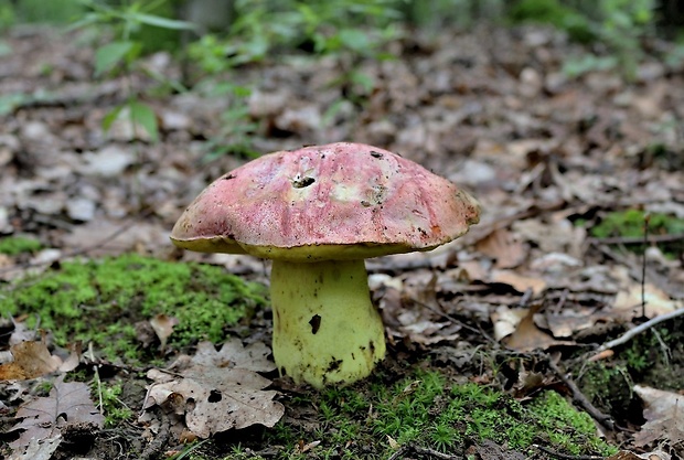 hríb kráľovský Butyriboletus regius (Krombh.) D. Arora & J.L. Frank