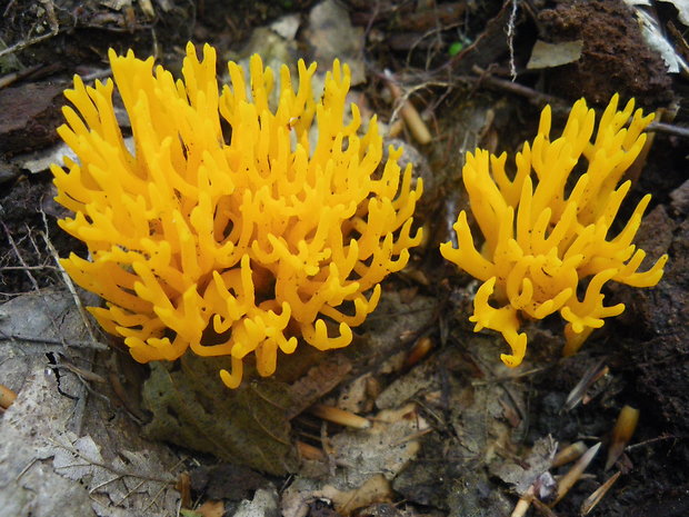 parôžkovec lepkavý Calocera viscosa (Pers.) Fr.