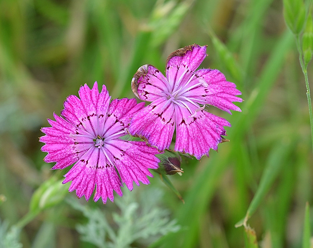 klinček kopcový Dianthus collinus Waldst. et Kit.