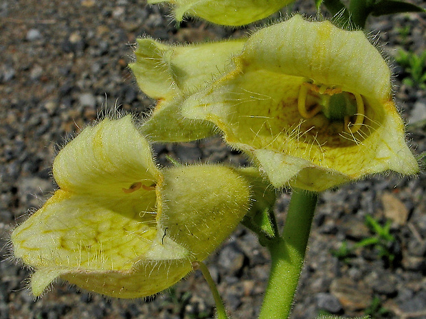 náprstník veľkokvetý Digitalis grandiflora Mill.