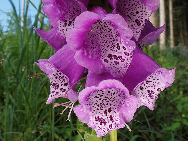 náprstník červený Digitalis purpurea L.