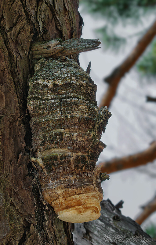 práchnovček lekársky Fomitopsis officinalis (Vill.) Bondartsev & Singer