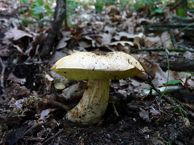 hríb plavý Hemileccinum impolitum (Fr.) Šutara