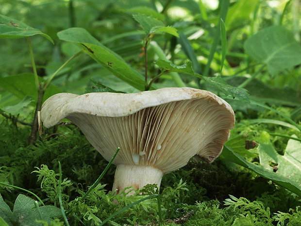 rýdzik bledý Lactarius pallidus Pers.