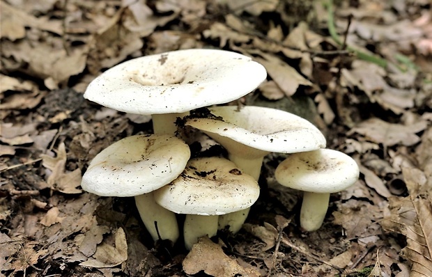 rýdzik korenistý Lactarius piperatus (L.) Pers.