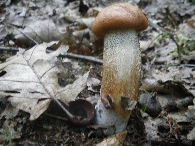 kozák dubový Leccinum aurantiacum (Bull.) Gray