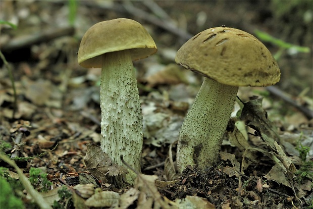 kozák hrabový Leccinum pseudoscabrum (Kallenb.) Šutara