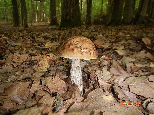 kozák hrabový Leccinum pseudoscabrum (Kallenb.) Šutara