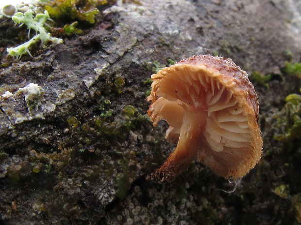 šupináčik obyčajný Phaeomarasmius erinaceus (Fr.) Scherff. ex Romagn.