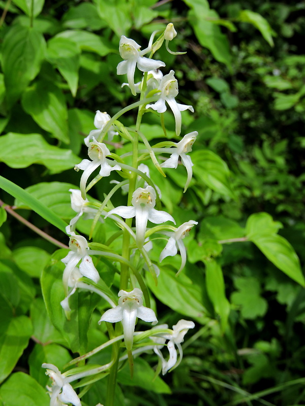 vemenník zelenkastý Platanthera chlorantha (Custer) Reinchenb.