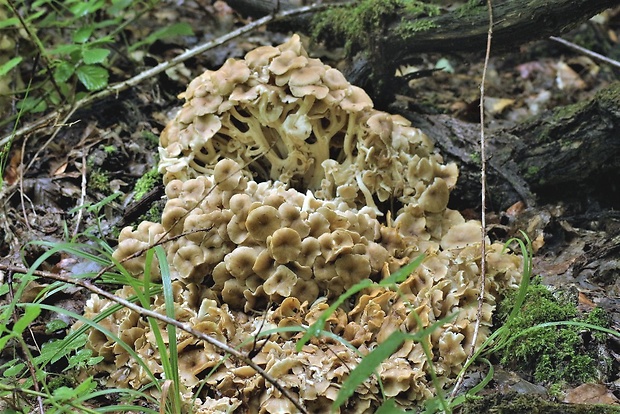 trúdnik klobúčkatý Polyporus umbellatus (Pers.) Fr.