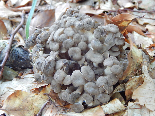 trúdnik klobúčkatý Polyporus umbellatus (Pers.) Fr.