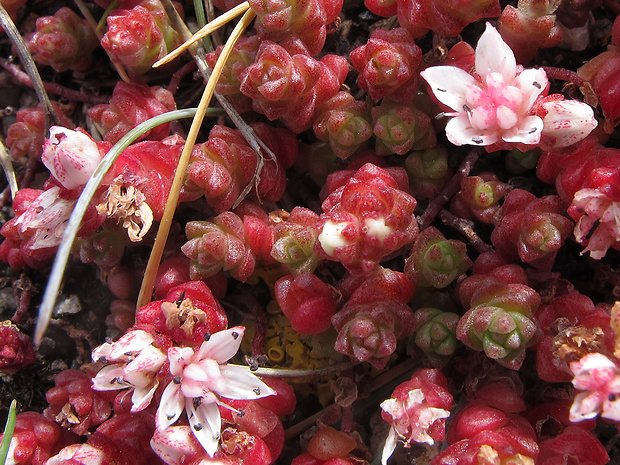 rozchodník Sedum sp.