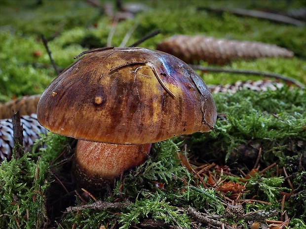 hríb zrnitohlúbikový Sutorius luridiformis (Rostk.) G. Wu & Zhu L. Yang