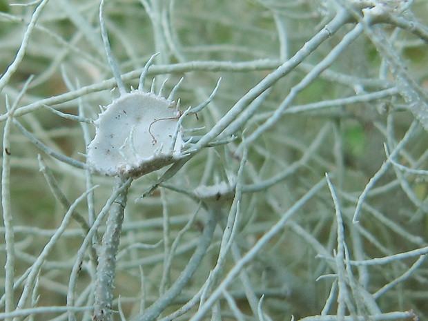 bradatec rozkvitnutý Usnea florida (L.) Weber