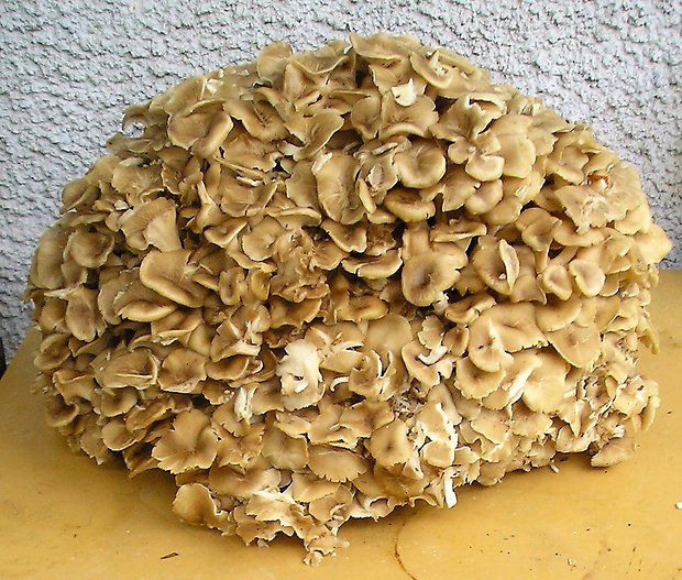 trúdnik klobúčkatý Polyporus umbellatus (Pers.) Fr.