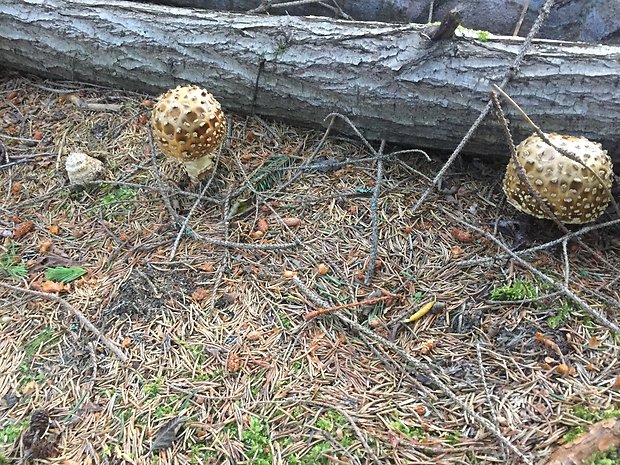 muchotrávka červenkastá Amanita rubescens Pers.