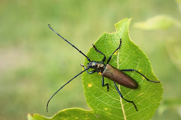 fúzač pižmový Aromia moschata