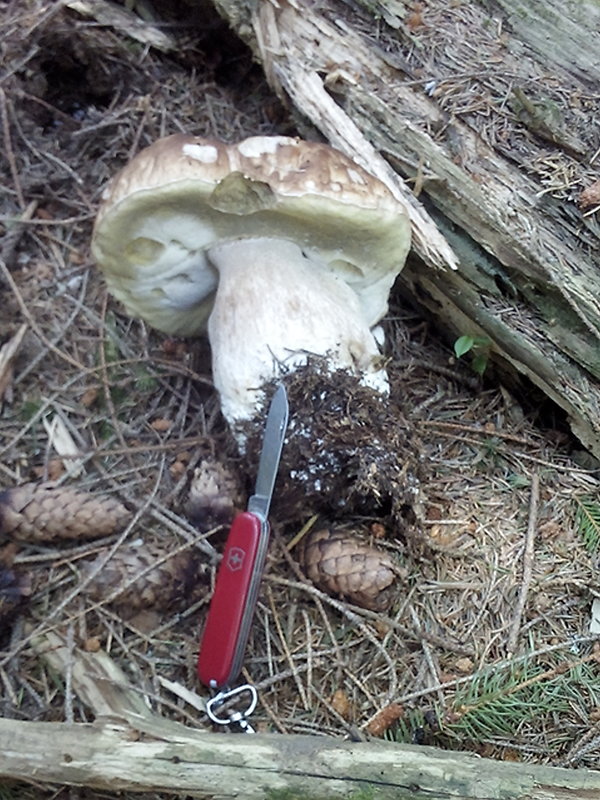 hríb smrekový Boletus edulis Bull.