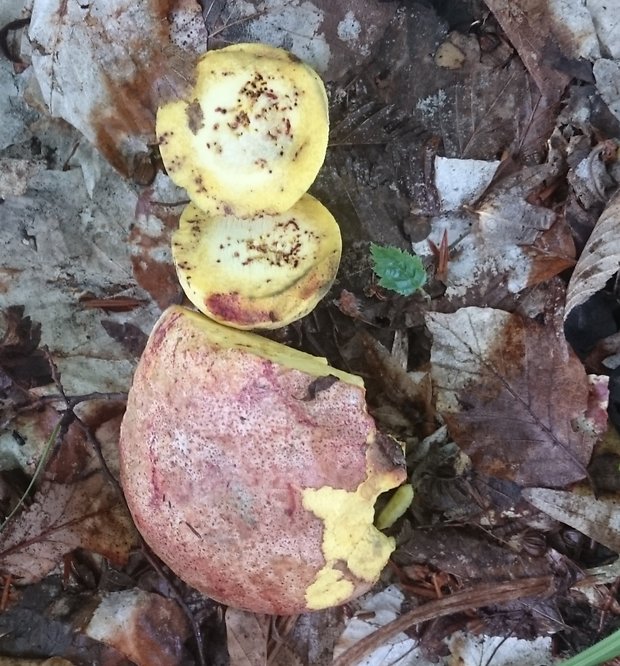 hríb kráľovský Butyriboletus regius (Krombh.) D. Arora & J.L. Frank