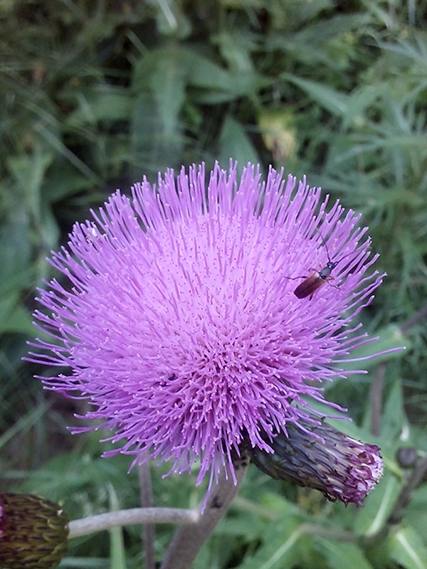 pichliač rôznolistý Cirsium heterophyllum (L.) Hill