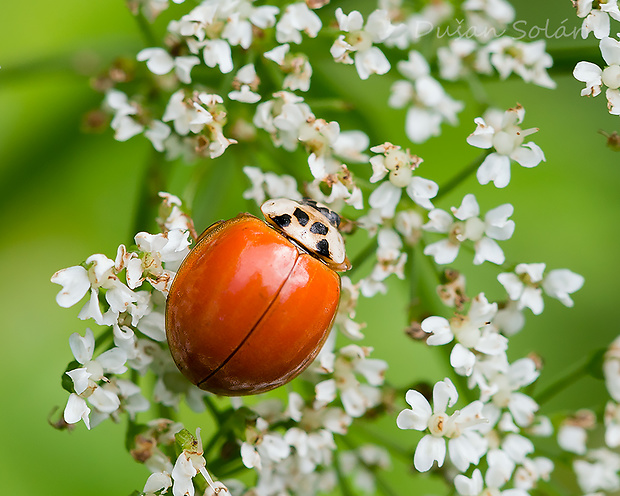 lienka východná Harmonia axyridis