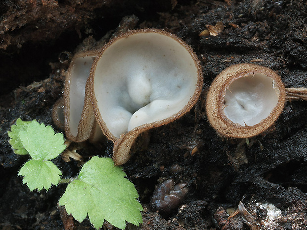 humária polguľovitá Humaria hemisphaerica (F.H. Wigg.) Fuckel