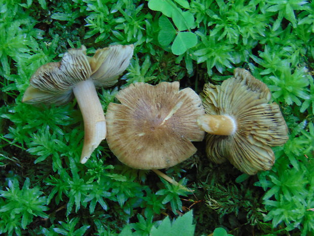 vláknica  Inocybe