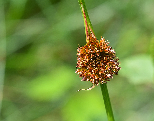 sitina klbkatá Juncus conglomeratus L.