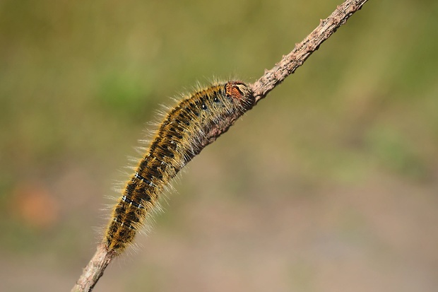 priadkovec dubový Lasiocampa quercus