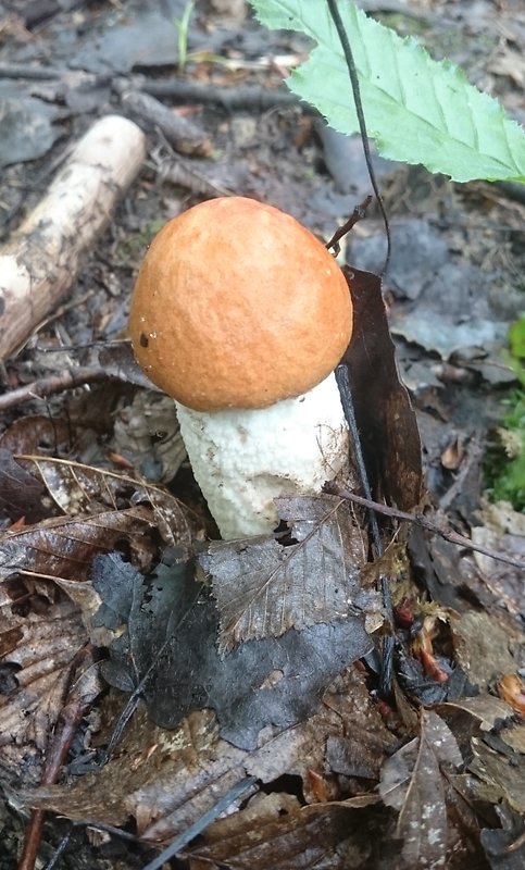 kozák osikový Leccinum albostipitatum den Bakker & Noordel.