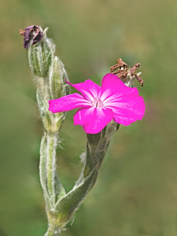 kukučka vencová Lychnis coronaria (L.) Desr.