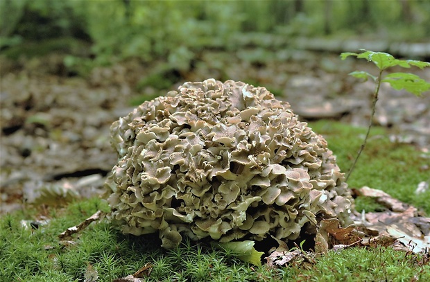 trúdnik klobúčkatý Polyporus umbellatus (Pers.) Fr.