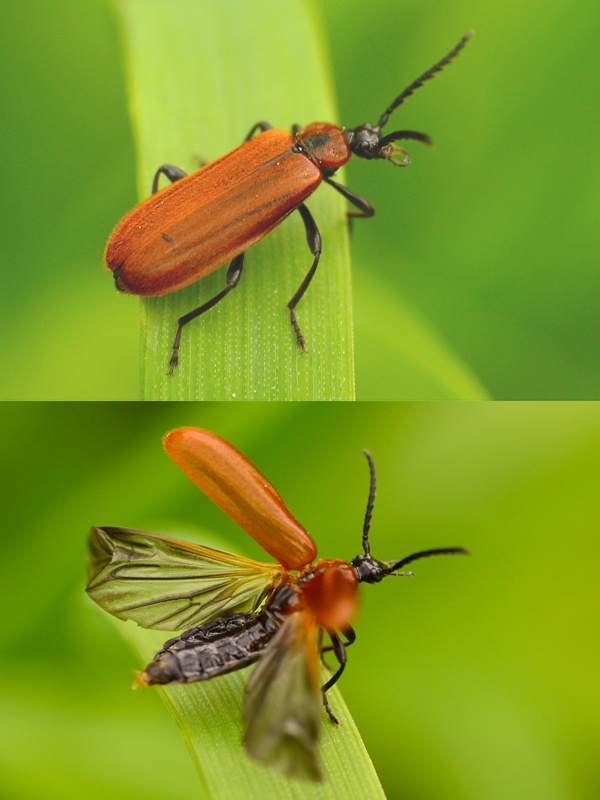 červenáčik  Schizotus pectinicornis