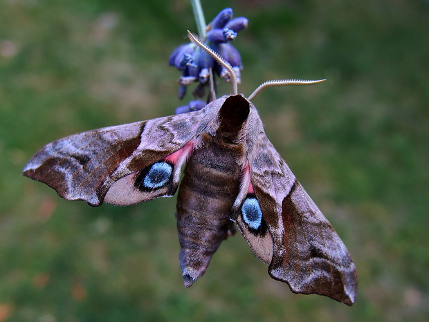 lišaj pávooký  Smerinthus ocellatus