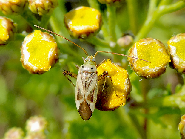 bzdôška lucernová / klopuška světlá Adelphocoris lineolatus Goeze, 1778