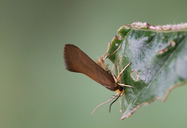 zdobka záhradná Crassa unitella