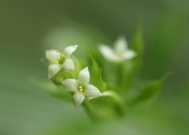 lipkavec obyčajný Galium aparine L.