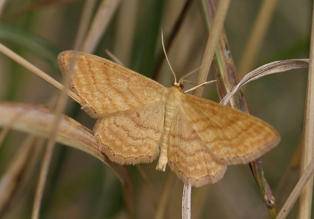 piadica okrová Idaea ochrata