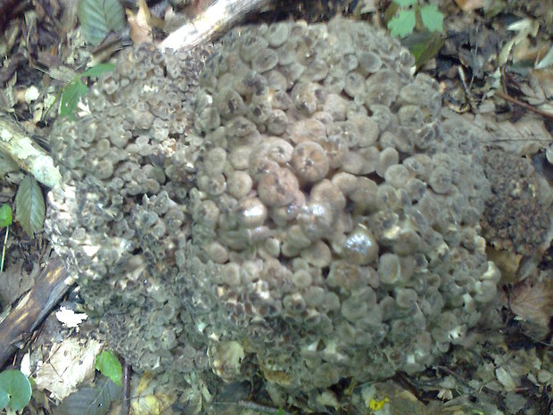 trúdnik klobúčkatý Polyporus umbellatus (Pers.) Fr.