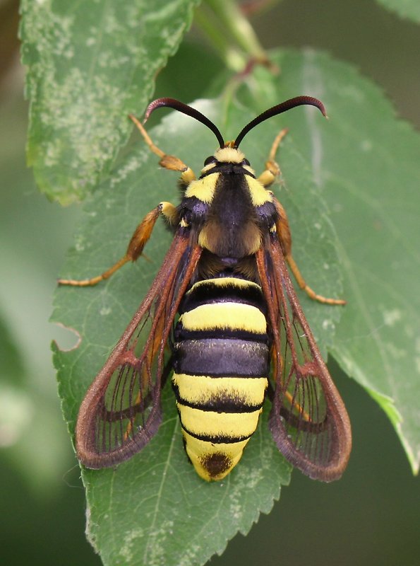 podobník sršňovitý  Sesia apiformis