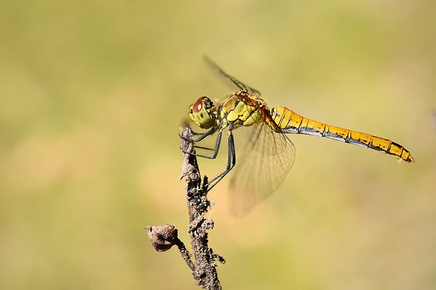 vážka červená / vážka rudá  Sympetrum sanguineum