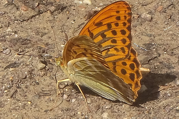 perlovec striebristopásavý Argynnis paphia